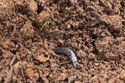Bursa’da çamkese böceğine karşı biyolojik mücadele
